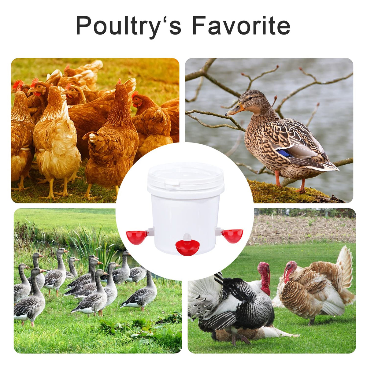 8 Packs Chicken Waterer Cups with Mounting Hole Opener S1673
