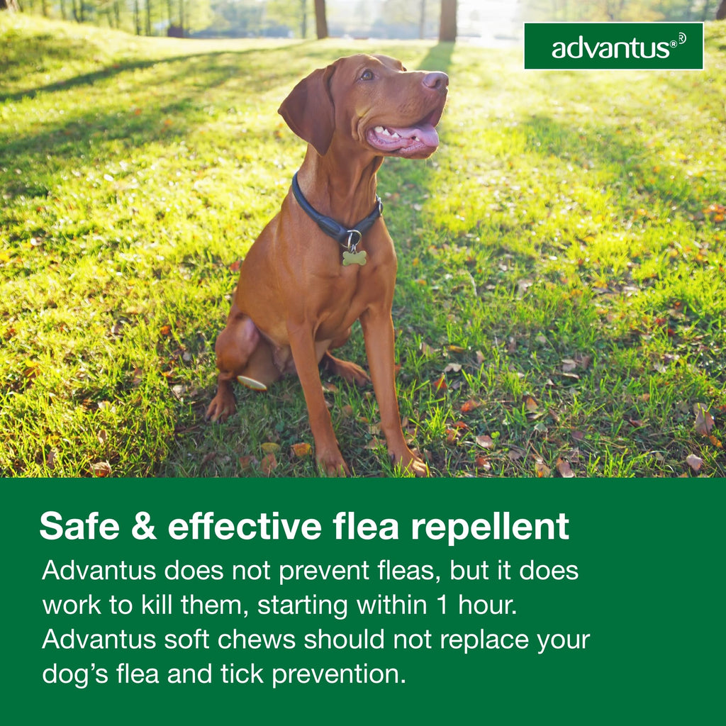 Soft Chew Flea Treatment for Dogs 23-110 lbs. 7 ct M8239