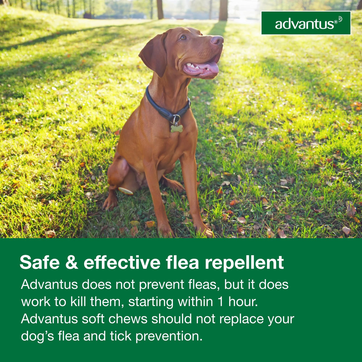 Soft Chew Flea Treatment for Dogs 23-110 lbs. 7 ct M8239