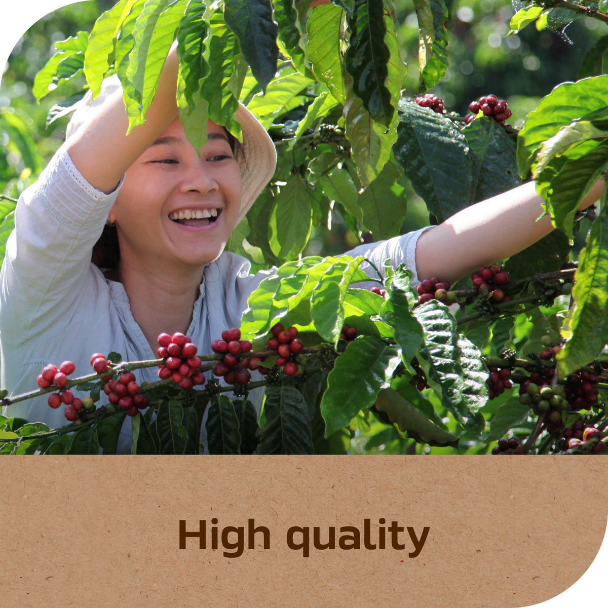 Instant Coffee Light Medium Roast 2 Jars 7 Oz Each O516